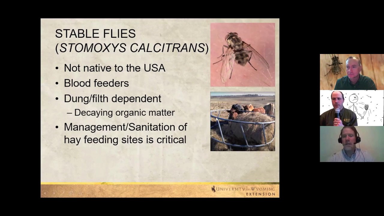 B&B Live! - Fly management for the pasture and barn