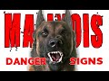 Malinois DANGER Signs - So You Got a Belgian Malinois