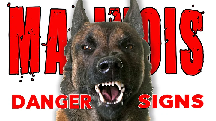 Malinois DANGER Signs - So You Got a Belgian Malinois - DayDayNews