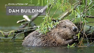 How Beavers Evolved To Build Dams