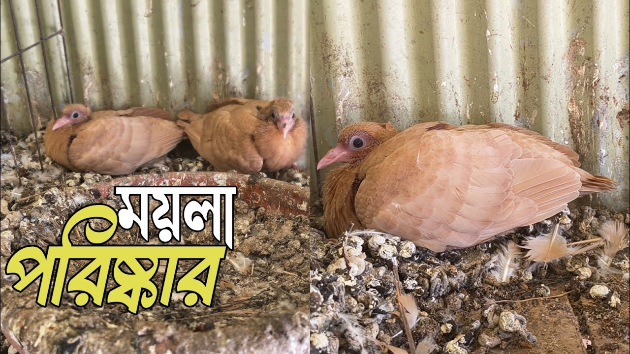 I cleaned the baby pigeon's pot, look, friends