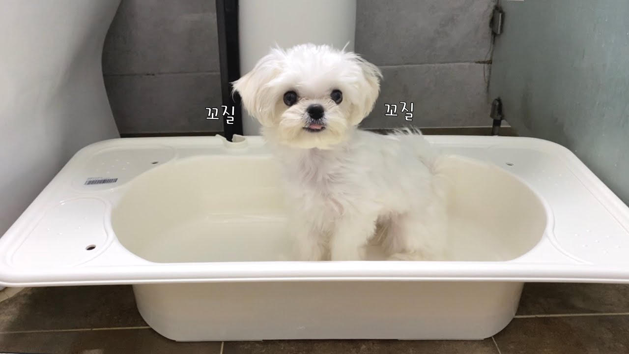 [ENG] 새끼강아지 첫 목욕💙 들어가! 하면 욕조에 들어가는 아기 말티즈🐶 Baby dog bath training
