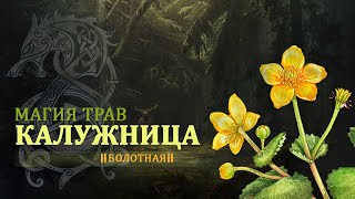 Калужница болотная магические свойства и использование