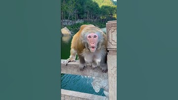 Lihat Reaksi Lucu Monyet Saat Dijahili! #shorts #funny #viral #youtubeshorts