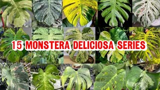 HURRY UP COLLECT!! 15 TYPES OF MONSTERA DELICIOSA SERIES!!