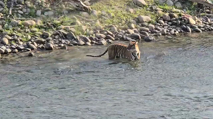 Tiger chasing sambar ,  Jim corbette .