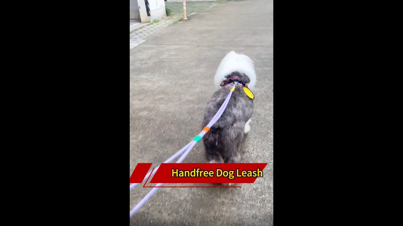 If you don’t want to hold a leash in public use a hands-free leash