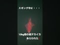 エギング中に10kg級のタルイカ現れた❗️