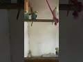 #viral #video#pets #shortvideo #shortsvideo#shortsviral#viralvideo #youtubeshorts#youtuber#cockatiel
