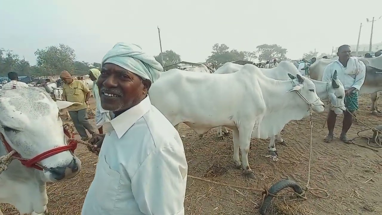 పెబ్బేరు సంత ఈరోజు | గొర్రెలు, మేకలు, ఎద్దులు లైవ్ ధరలు | Pebbair Market Today