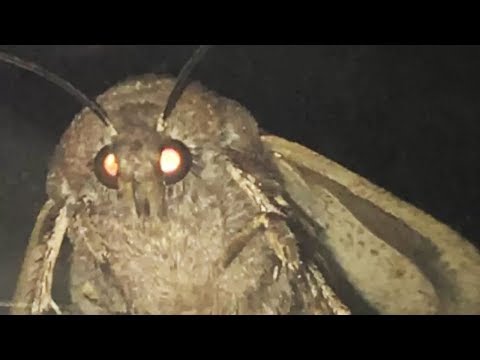 moth-love-lamp