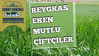 Reygras Ve Tefgrass Çiftçinin Umudu Oldu