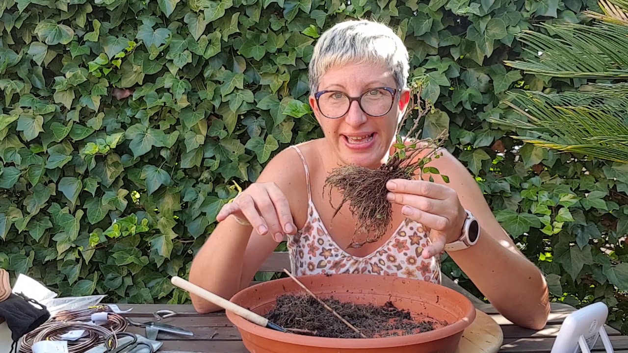 Trasplante CUPHEA Trueno de Venus (20 sept 2020)