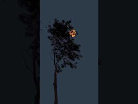 Beautiful relaxing music,