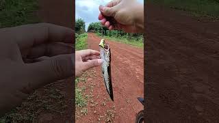 Kalian Wajib Punya Joran seperti ini!!! Lemoren GhostHunter III 🔥🔥 #mancing #jorankuat #fishing