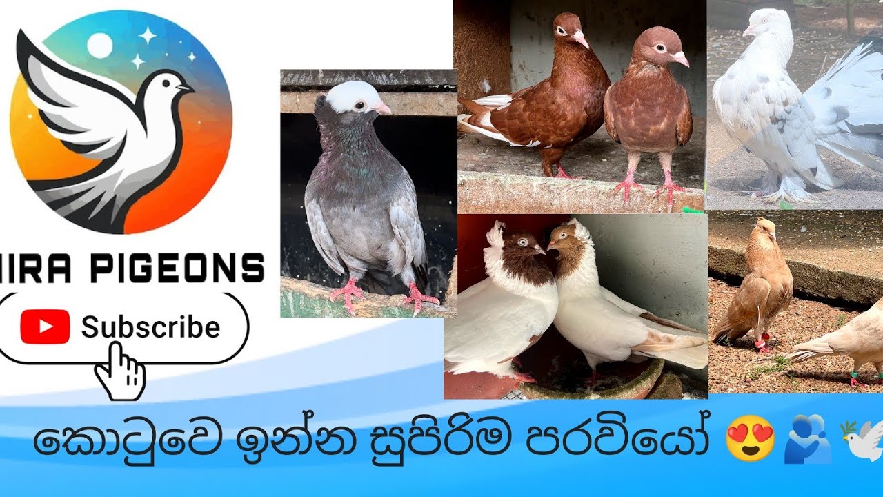 මගෙ පරවි ටික 😍🕊 #fypシ゚ #pigeon #trending #viral #viralvideo #pets