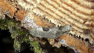 フタモンウバタマコメツキ Cryptalaus larvatus pini の産卵行動