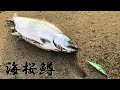 【海桜鱒】今年は掛かればデカイ！
