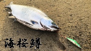 【海桜鱒】今年は掛かればデカイ！