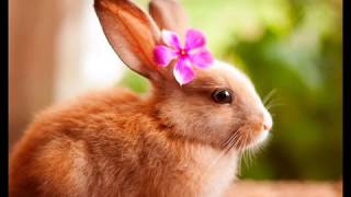 Songs wiith Rabbits!! | The Friday Five