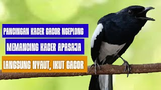 Kacer gacor ini ampuh memancing kacer bahan agar cepat bunyi!!