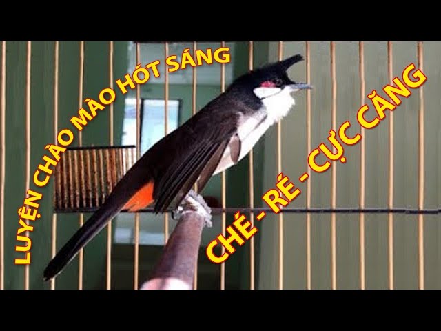 Chào Mào Ché Cực Hay ,Kích Bổi Lên LỬA, Luyện giọng Chào Mào Hót Đấu , Thúc Chim Sổ Giọng. - YouTube Chào Mào Ché Cực Hay ,Kích Bổi Lên Lửa, Luyện Giọng Chào Mào Hót Đấu , Thúc Chim Sổ Giọng. - Youtube