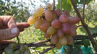 Вкусный универсальный сорт винограда для себя.