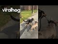 Dog Walking Other Dog || ViralHog