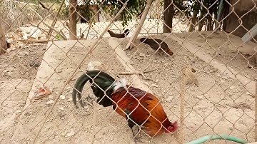 Qaib qus Txuam2 Zoo Qua Suab me 5/2/2020