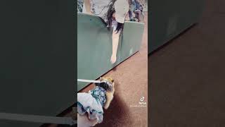 Mariners Bark in the park 2023
