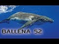 Ballena 52: La ballena más solitaria