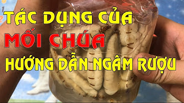 Mối chúa - Hướng dẫn ngâm rượu mối chúa - Tác dụng của mối chúa