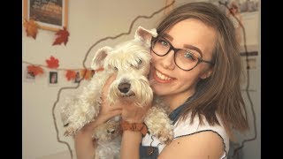 20 Things I Love About My Miniature Schnauzer | vilmabrownie