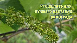 Важные манипуляции на винограднике..