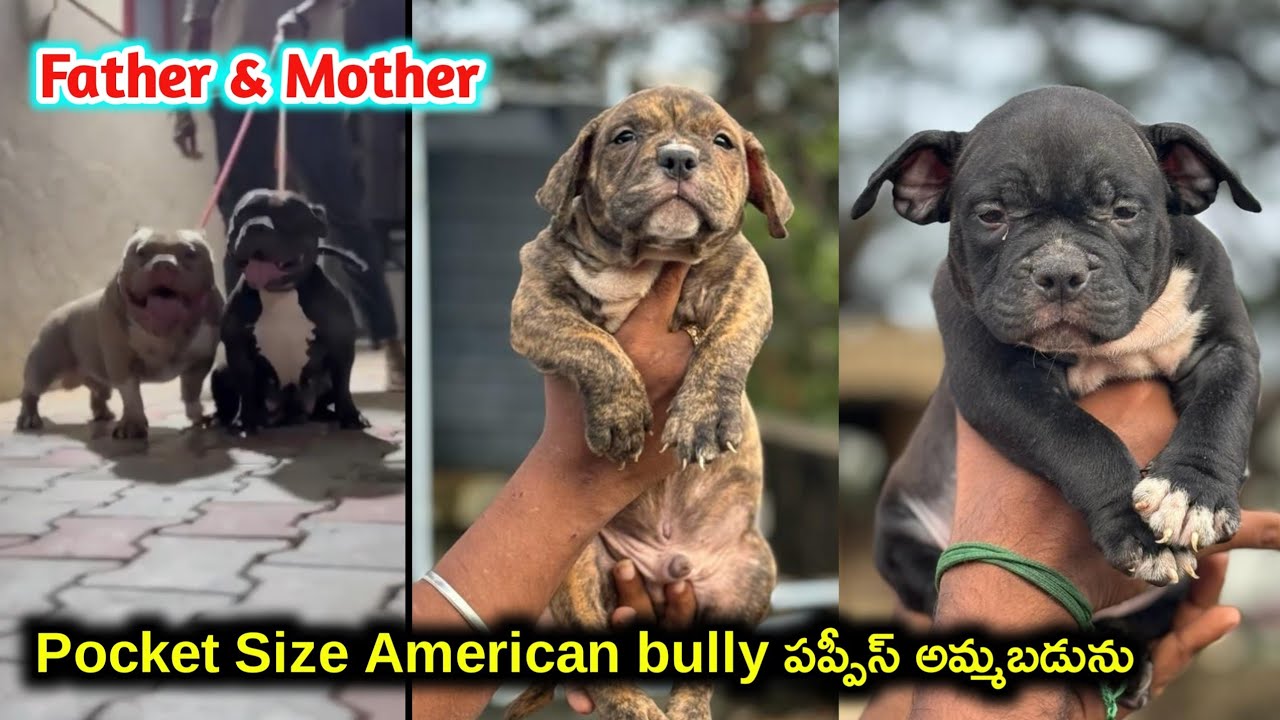 top quality Pocket size American bully puppies for sale in telugu