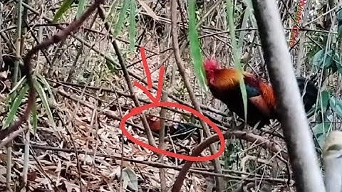 #hunting ต่อไก่ป่า dib qaib qus tuaj zoo heev 10/03/2025