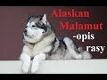 ALASKAN MALAMUT - opis rasy