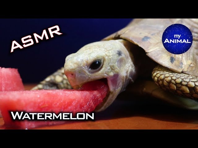 Tortoise Eating Watermelon ASMR Animals Cute Tortoise Turtle 2