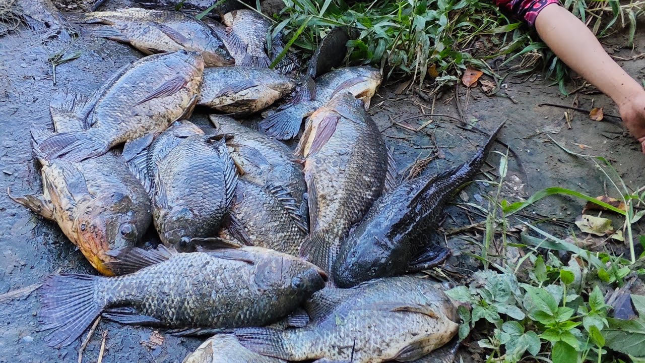 noygabo fishing is live! 20th Thursday morning fishing live 🎣🐟