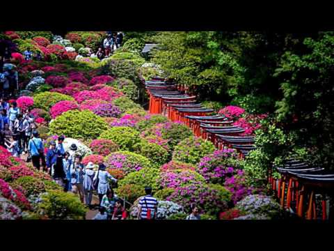 Βίντεο: Ιαπωνική αζαλέα