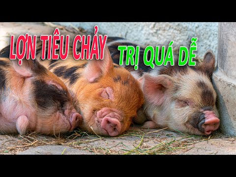 Video: Bệnh Do Vi Khuẩn Gây Tiêu Chảy ở Ngựa