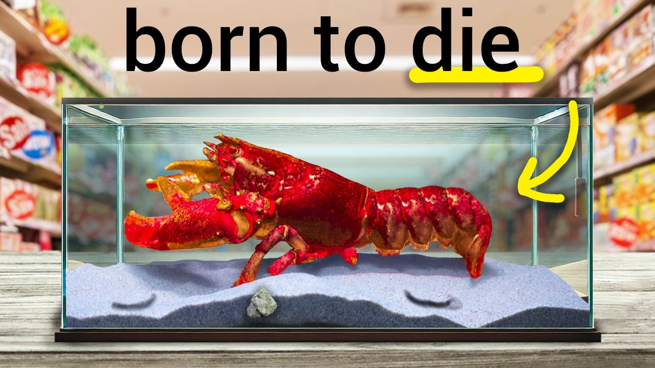 I Raised a Grocery Store Lobster as a Pet