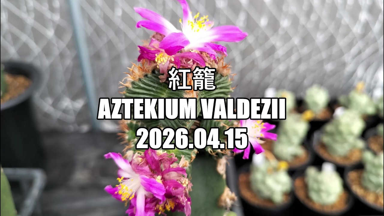 サボテン　Aztekium valdezii  紅籠　山木 サボテン 紅籠・Aztekium valdezii - 植物日誌
