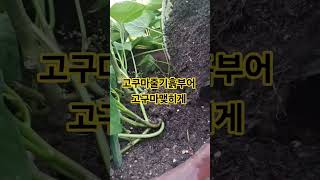고구마줄기흙#sweet potato#고구마 식물#옥상텃밭 #옥상텃밭 #garden #fruits# plants#화초관리