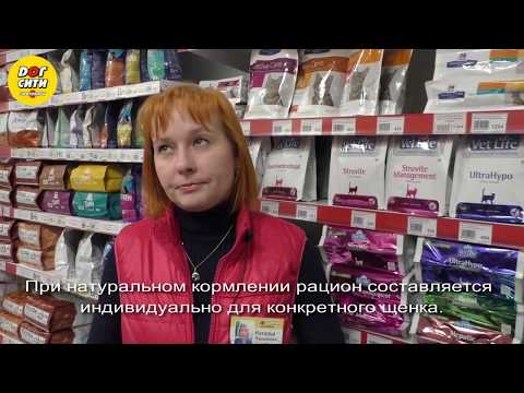 Как кормить щенка