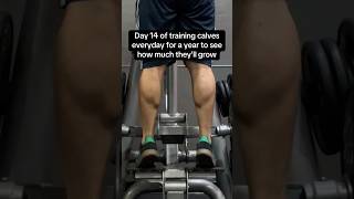 Day 14 of training calves everyday for a year to see how much they’ll grow