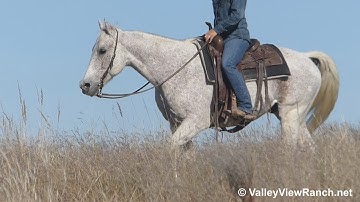 EJ Teco Pepto***For info, price, etc., go to our website***ValleyViewRanch.net