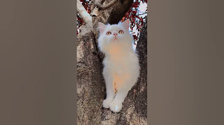 Video 11873131: persian cat, persiancat funny cute, white cat, cat love, kitten