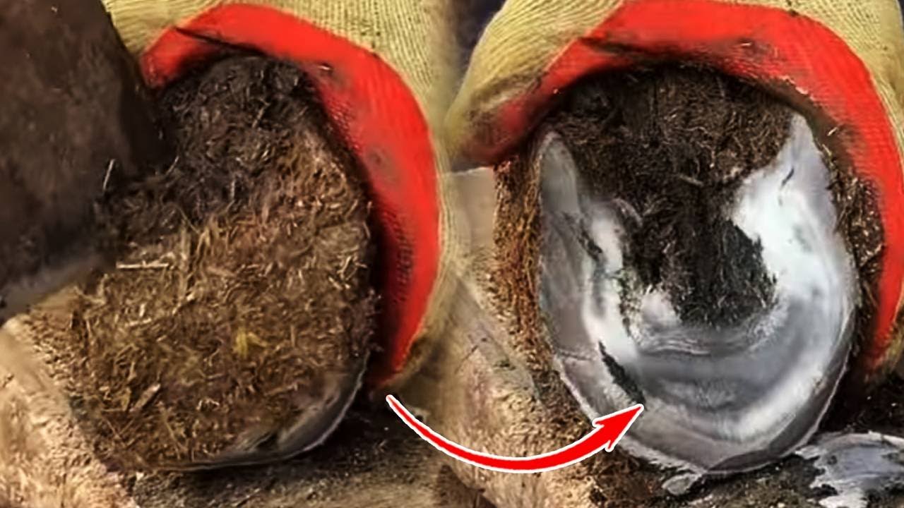 Rescue donkeys that can't walk and help them【Black Donkey Prince】