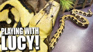 20 FOOT SNAKE (Lucy) COMES OUT AND PLAYS AT REPTILE ZOO!! ALMOST BITES ME!! | BRIAN BARCZYK